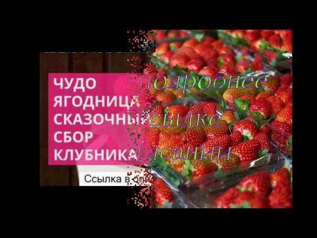 купить клубнику сказочный сбор в спб