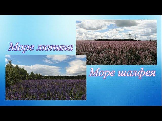 Семен Сурин Природа-Походы-Хобби - Море люпина. Крымская Кильдима - Море шалфея