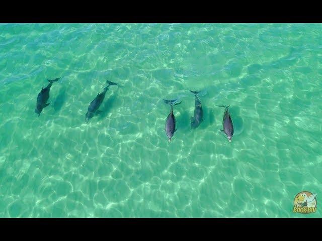 Miramar Beach Florida Snorkel Reef