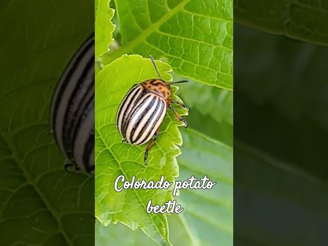 Potato Beetle #bug #beetle #insects  #shorts