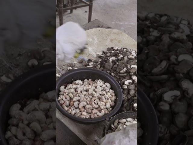 How Cashew Nuts Are Grown