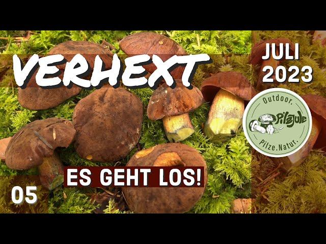 VERHEXT | Es geht los | Flockenstielige Hexenröhrlinge & mehr | PILZE IM Juli 2023 |  EP05