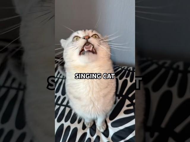 I GOTTA FEELING FT. BARKING CAT!