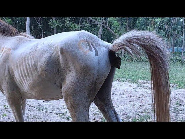 Cow And Horse Sound With Cow And Horse Poop At Village