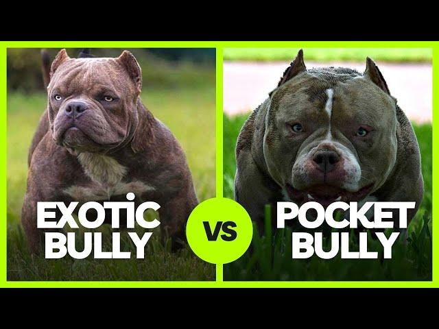 Exotic Bully vs. Pocket Bully: What’s The Difference