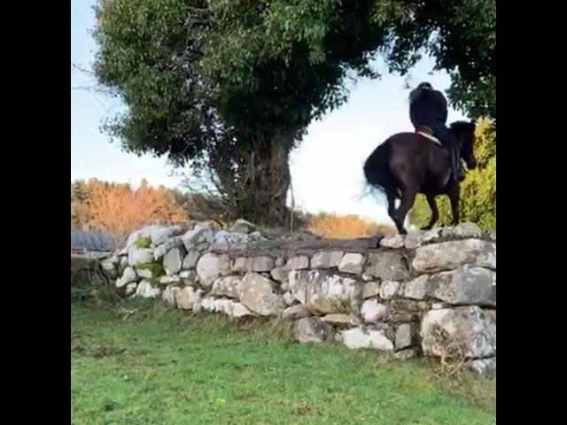 TALENTED EVENTING / HUNT HORSE