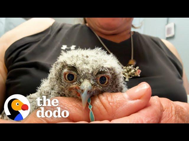 Rescued Baby Owl Snuggles With His 'Mom' Stuffie | The Dodo