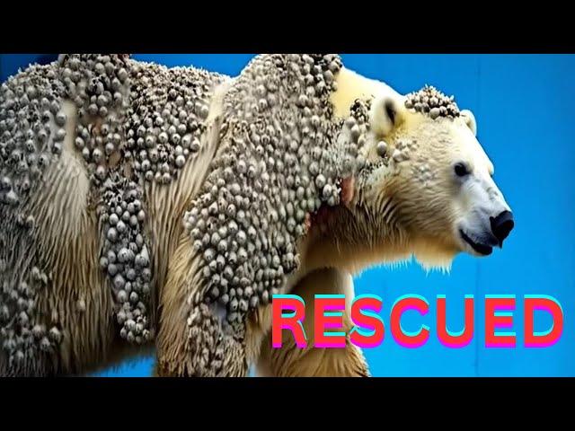 RESCUED POLAR BEAR AND WHALES