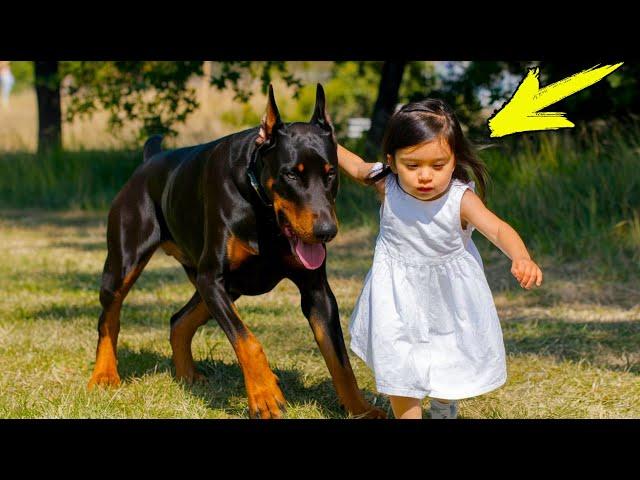 The Doberman grabbed the girl and threw her across the yard. When mom came running, she was stunned!