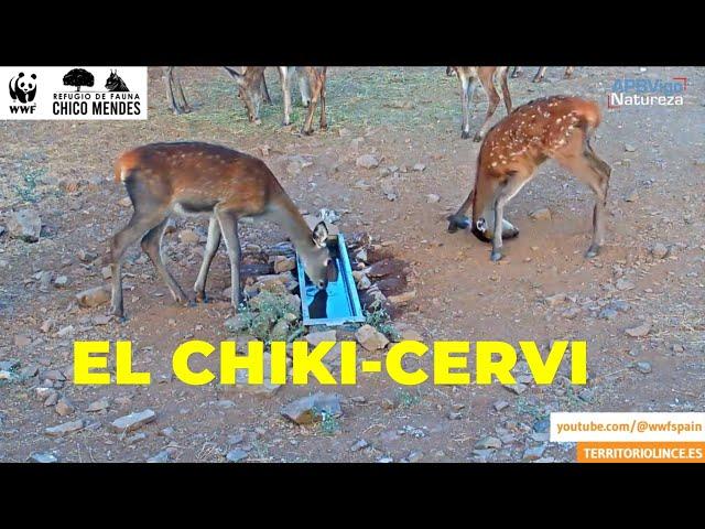 El CHIKI-CERVI. #territoriolince #apbvigo #cervatillos