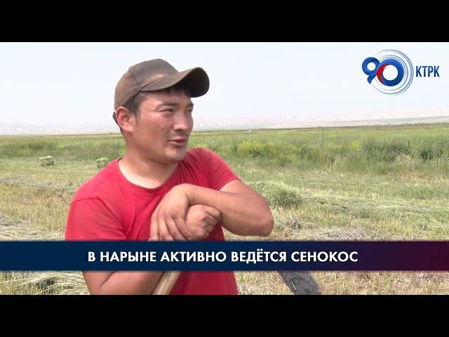 В Нарынской области началась заготовка кормов на зиму