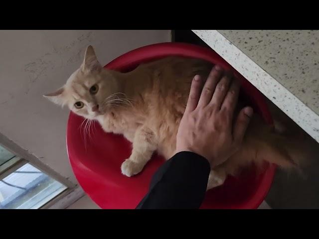 Menggeletek kucing caramelku