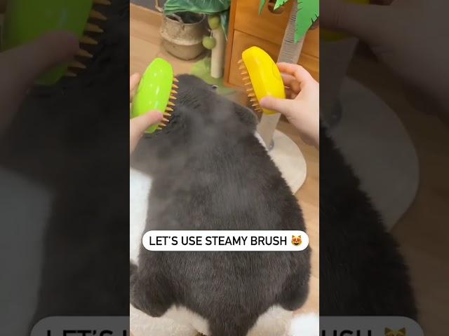 cat cleaning brush