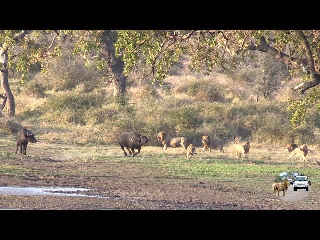 Six Male Lions Attack Buffalo Just Because They Can