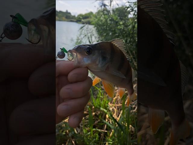 Fishing #superfish #рыбалка #vladimirkafarov #окунь #fishing