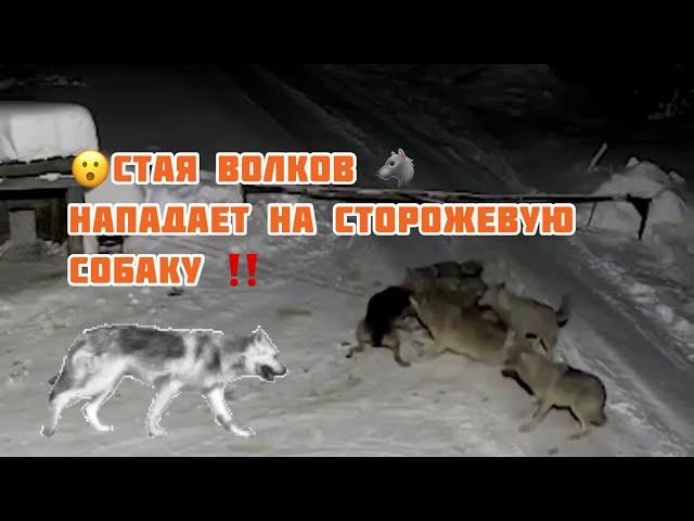 Нападение стаи Волков  на сторожевую собаку ‼️‼️ Слабонервным не смотреть  2021!