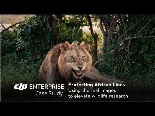 Revolutionizing Animal Conservation: Protecting Lions with DJI Zenmuse H30T in Uganda