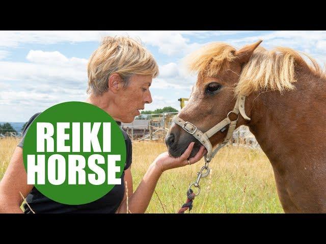 Faith healer performing Reiki on HORSES