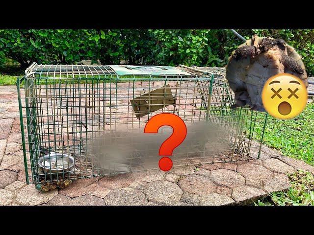 WHAT ATE My TURTLES ?! WE TRAPPED THE KILLER !