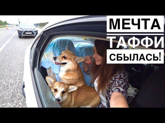 ЕДЕМ НА ДАЧУ! Собаки в восторге Наводим порядок /Часть 1