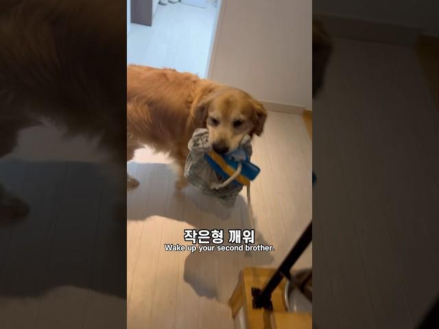 행복한 모닝콜 형아들 깨우는 대형견 럭키의 귀여운 아침! 먹방+산책에서 아주머니들과 수다 삼매경