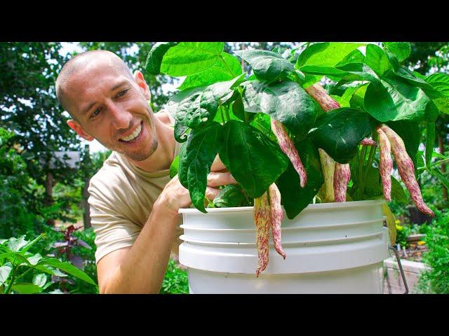 How to Grow Beans in Containers, Complete Growing Guide