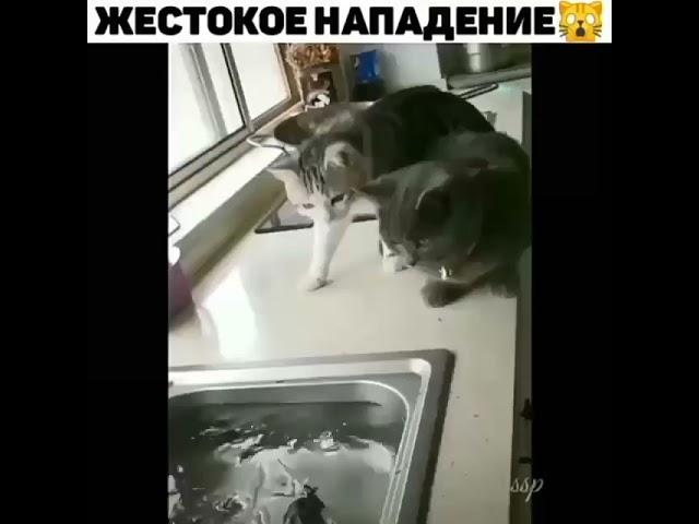 Жестокое нападение рыбы на котов)