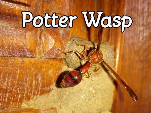 Potter Wasp (delta conoideum) build their mud nest and lays egg