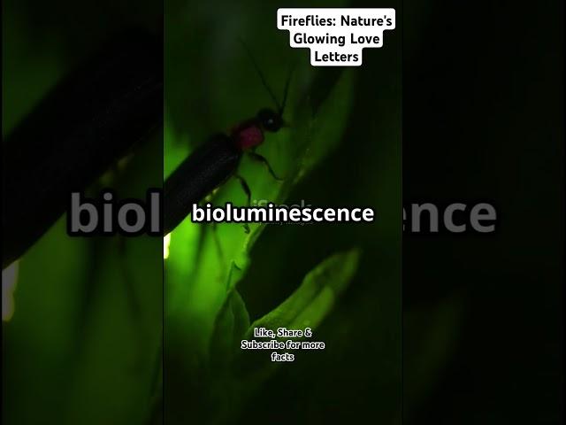 Fireflies: Love in Every Blink 🪲 | Bioluminescent Romance | Biotic World