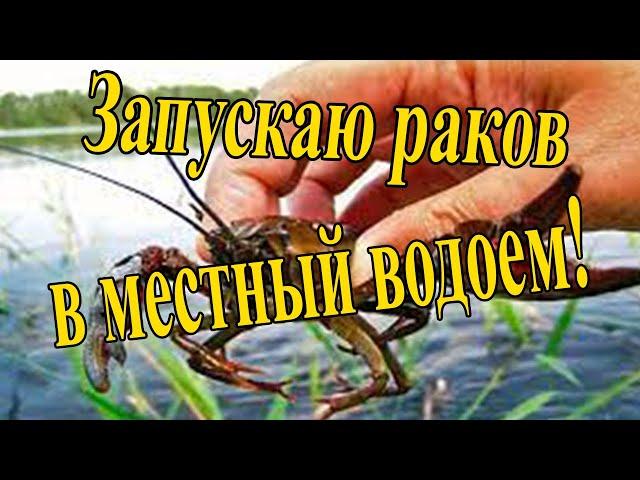 Запуск раков в водоем Скопин Рязанская область. Выпускаю раков с икрой