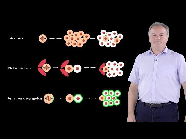 Jurgen Knoblich (IMBA) 1: Asymmetric Cell Division; From Drosophila to Humans