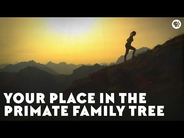 Your Place in the Primate Family Tree