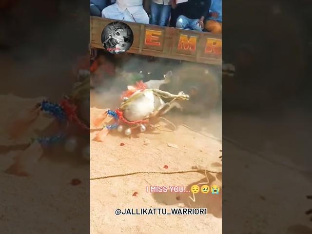 Bull is rip  #jallikattubull #rip #teamjallikattu #horse #horse #tvnetwork #bull #viralreels