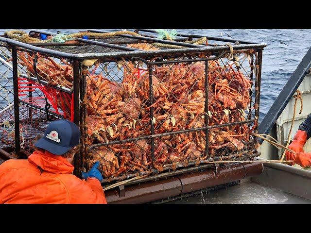 Amazing Catch Hundreds Tons Alaska King Crab With Modern Big Boat - Amazing Crab Fishing on the sea