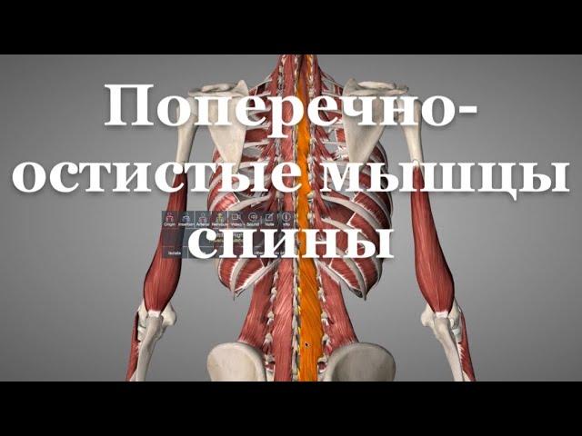 Глубокие мышцы спины. Поперечено-остистые.