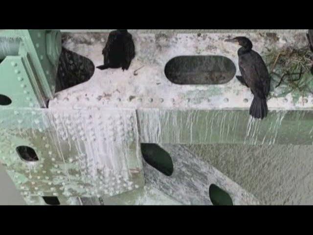 Bird droppings causing big problem on Astoria-Megler Bridge