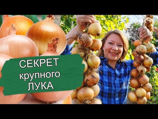 Крупный лук - это просто! Вы удивитесь, но получить отменный урожай легко, есть одно правило