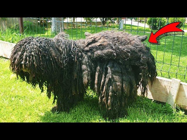 YOU WON'T BELIEVE WHAT THIS DOG HAD ON HIS BACK !