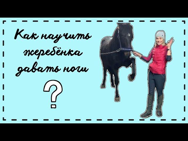 КАК НАУЧИТЬ ЖЕРЕБЁНКА ДАВАТЬ НОГИ