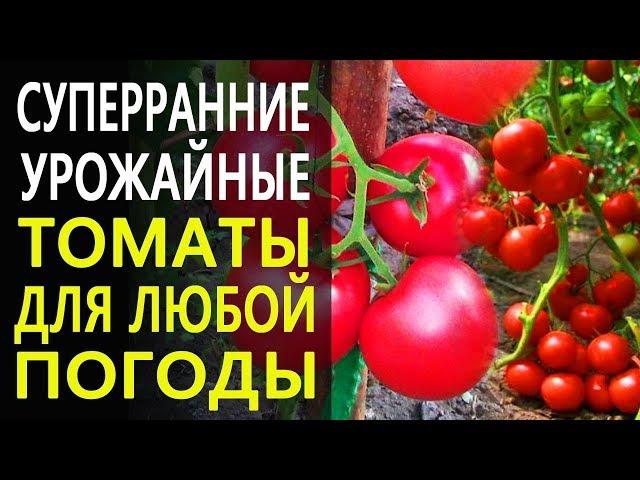 Ранние и суперранние урожайные томаты с отменным вкусом. Топ томатов от Гавриш.