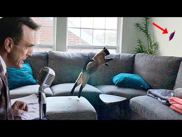 COMMENTATOR GIVES PLAY BY PLAY ON CAT'S FETCH! | Ft. Simon the Siamese Cat