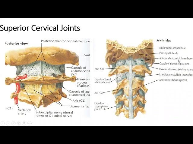 Gross Anatomy   Head & Neck   Joints of Neck 1