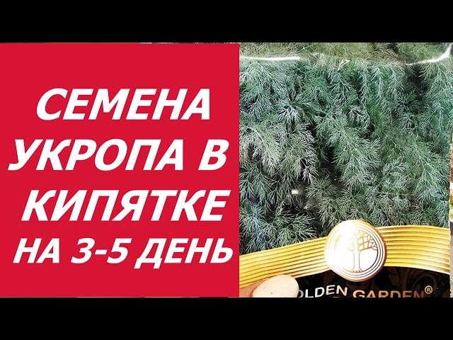 УКРОП В КИПЯТКЕ - 3 , 5 ДЕНЬ !!!