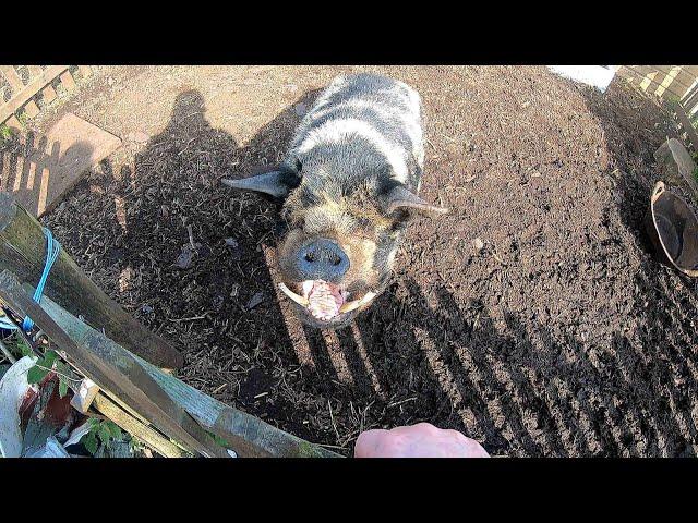 Mr Porky pig loves his bananas.Sits when instructed.