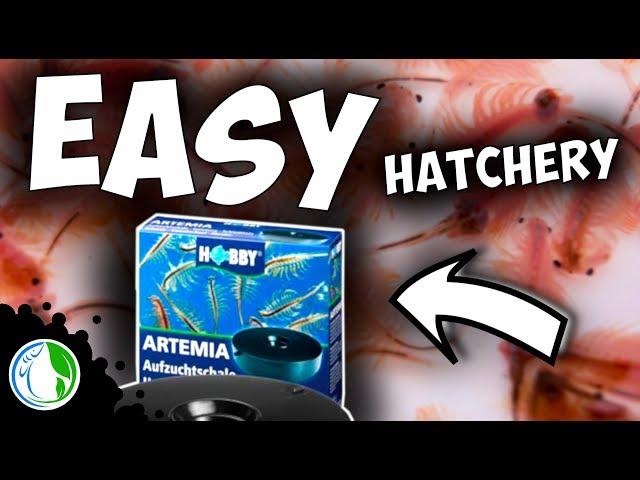 BABY BRINE SHRIMP HATCHERY KIT! HOBBY BRAND ARTEMIA HATCHERY REVIEW