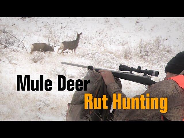 Hunting the Mule Deer Rut - OTC Trophy Buck!