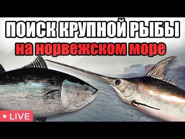 ИЩЕМ КРУПНУЮ РЫБУ • НОРВЕЖСКОЕ МОРЕ • РР4 СТРИМ