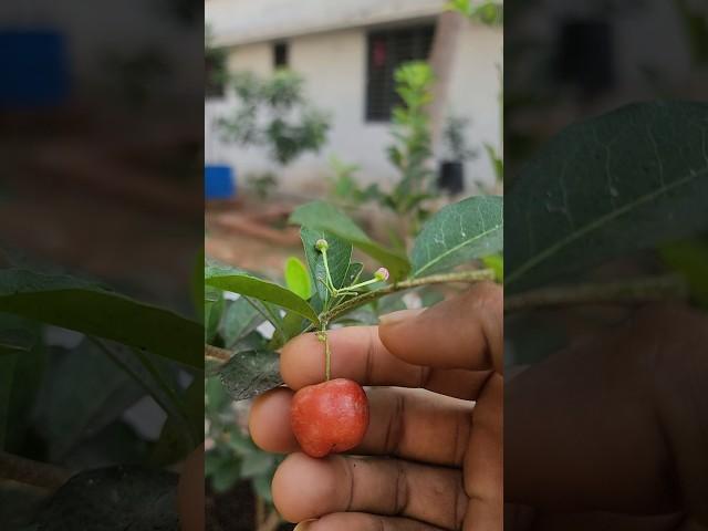 Apple cherry | West Indian cherry fruited in my garden