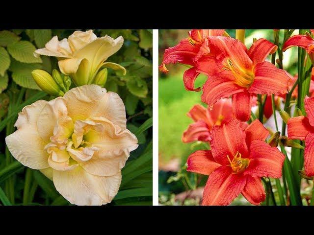 How to Plant Hemerocallis: Summer Garden Guide