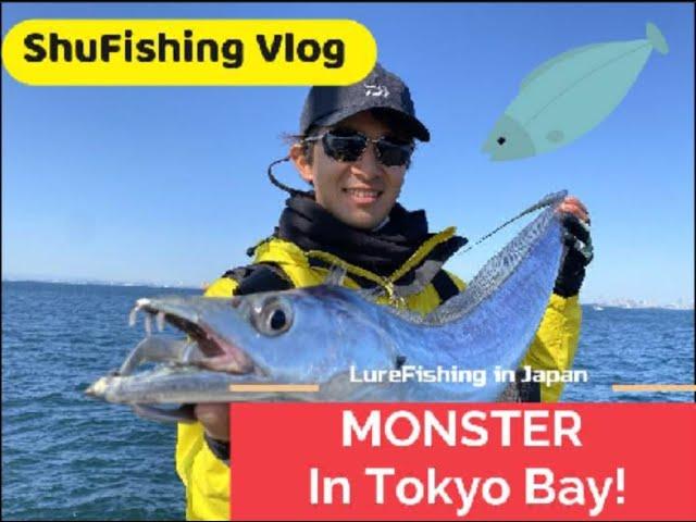 SEABASS FISHING - Caught 120cm Dragon and Many Seabass at Tokyo Bay!